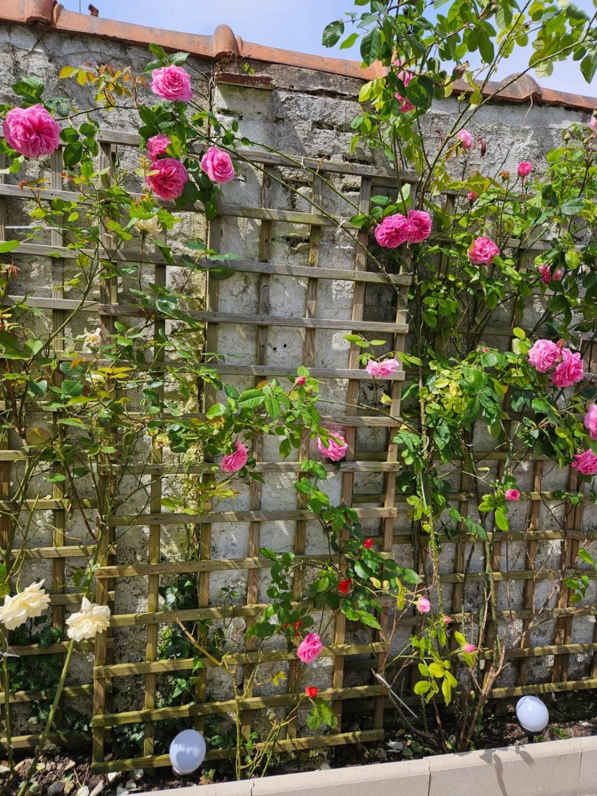 Studio Avec Jardin Rosendael Proche Plage Dunkirk Eksteriør bilde
